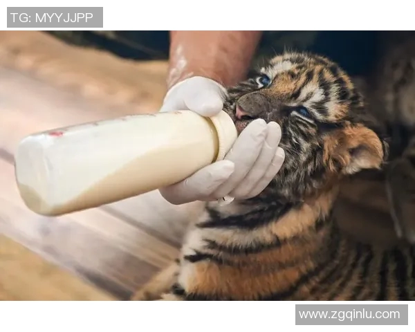 人类与老虎的生死对决探讨人与自然的和谐共生之道